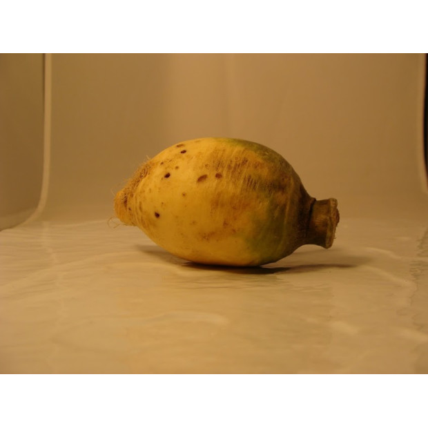 rutabaga bio- Du Panier à l'Assiette