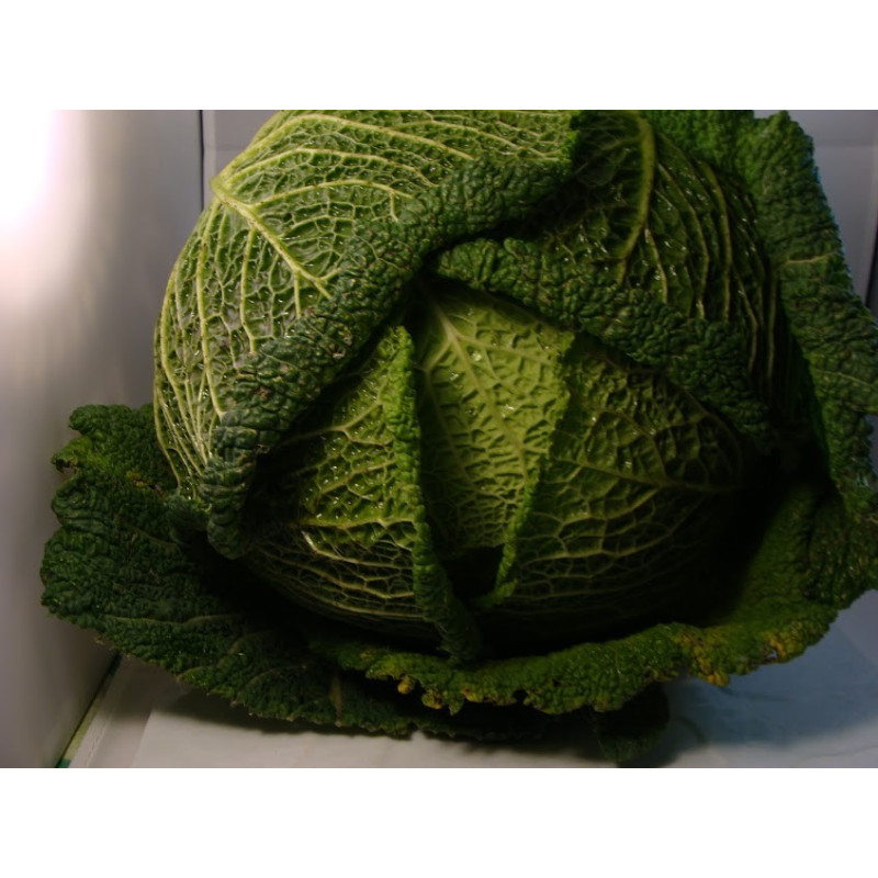 chou frisé breton bio- Du Panier à l'Assiette