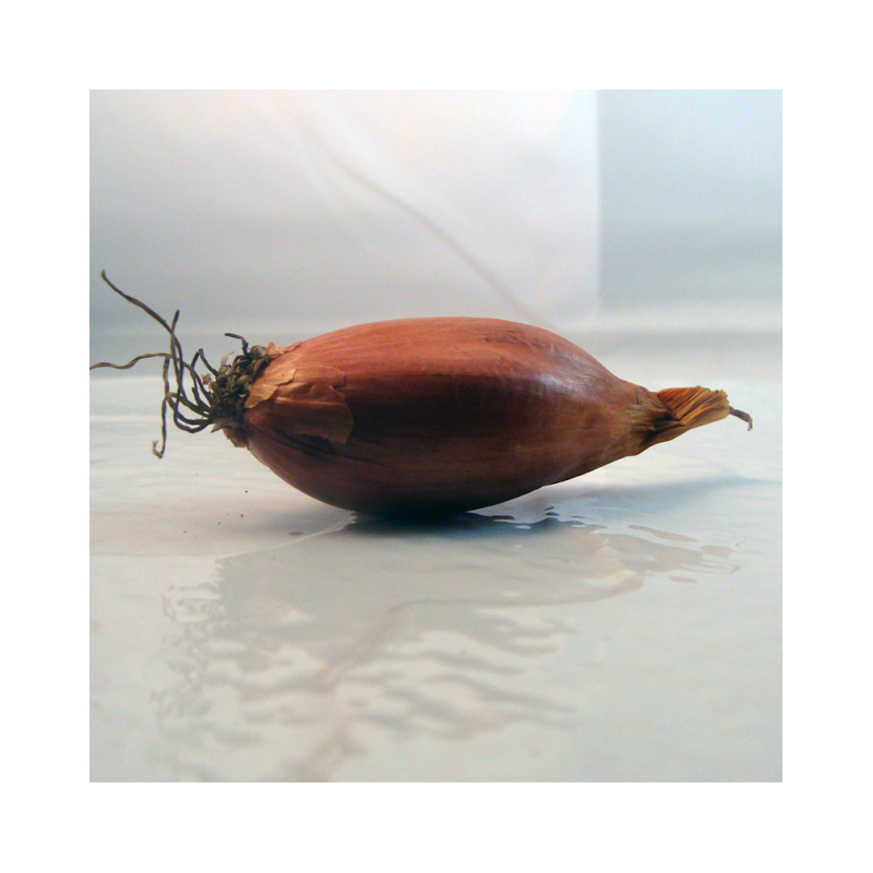 Echalote bretonne bio- Du Panier à l'Assiette Echalote bretonne bio- Du Panier à l'Assiette