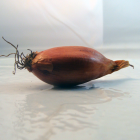 Echalote bretonne bio- Du Panier &agrave; l'Assiette