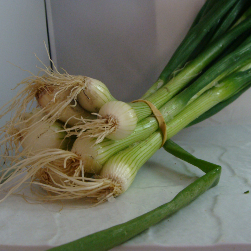 oignon botte bio- Du Panier à l'Assiette oignon botte bio- Du Panier à l'Assiette
