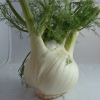 fenouil bio- Du Panier à l'Assiette
