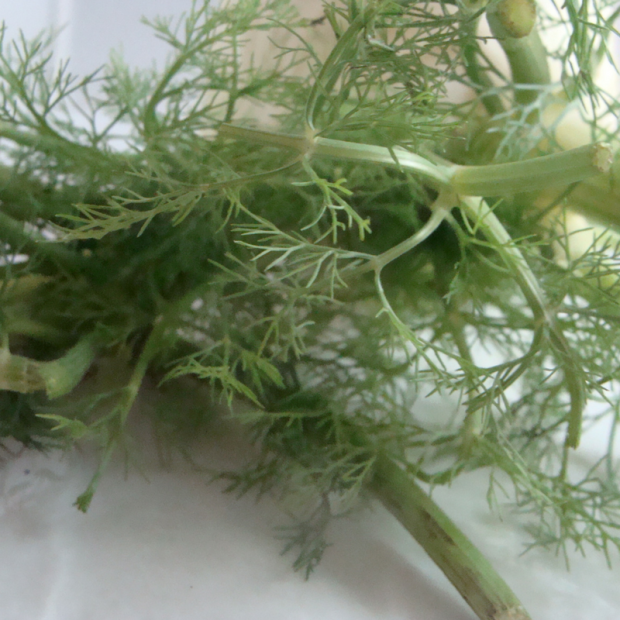 fenouil bio- Du Panier à l'Assiette