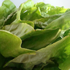 Salade Laitue
