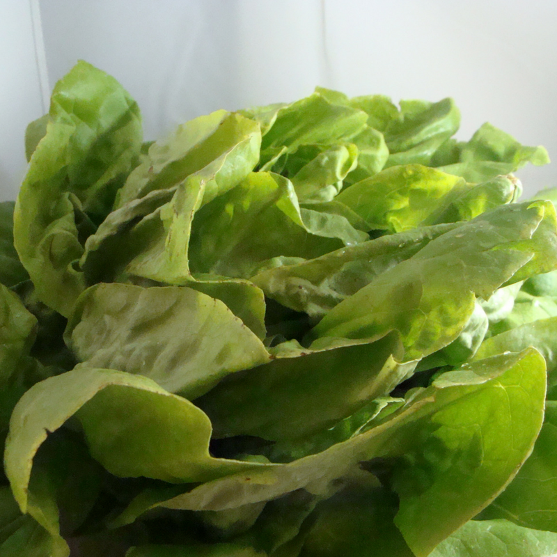 Laitue blonde bio- Du Panier à l'Assiette
