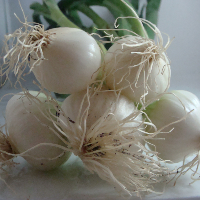 oignon botte bio- Du Panier à l'Assiette oignon botte bio- Du Panier à l'Assiette