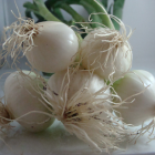 oignon botte bio- Du Panier &agrave; l'Assiette